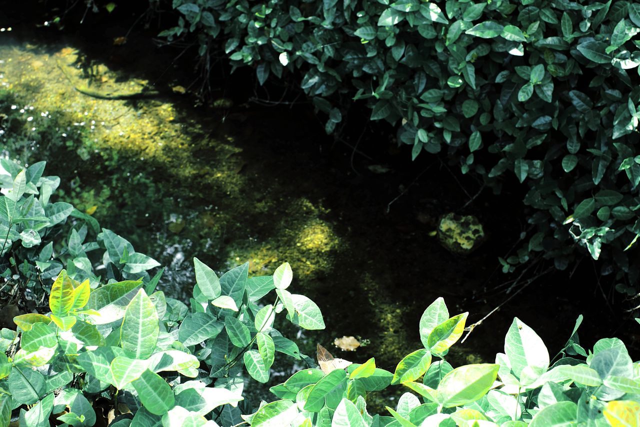 Plants growing in water