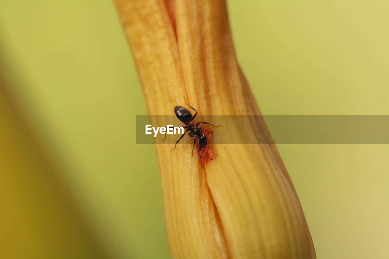 INSECT ON LEAF