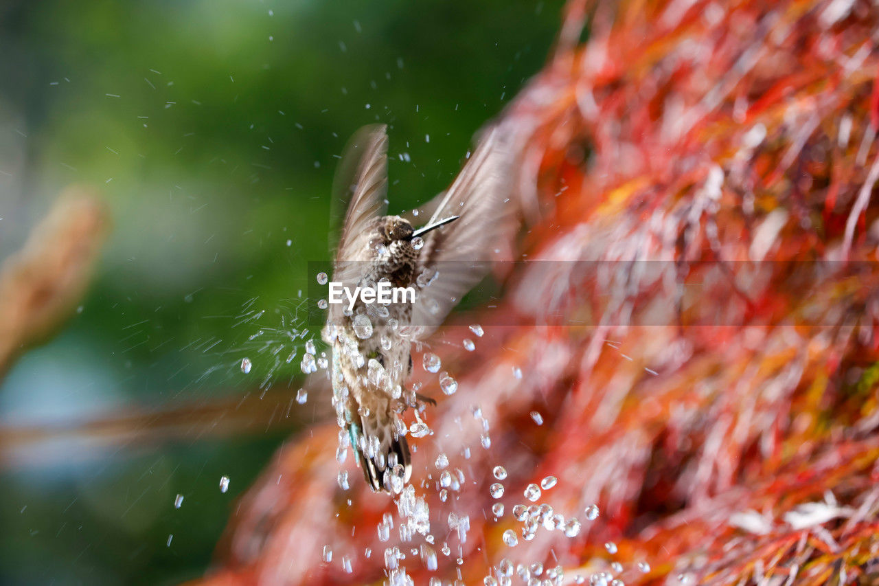 nature, animal themes, animal, macro photography, animal wildlife, leaf, close-up, water, wildlife, one animal, autumn, flower, selective focus, no people, outdoors, insect, drop, wet, animal body part, day, spider, spider web, macro, fragility, motion, beauty in nature, arachnid