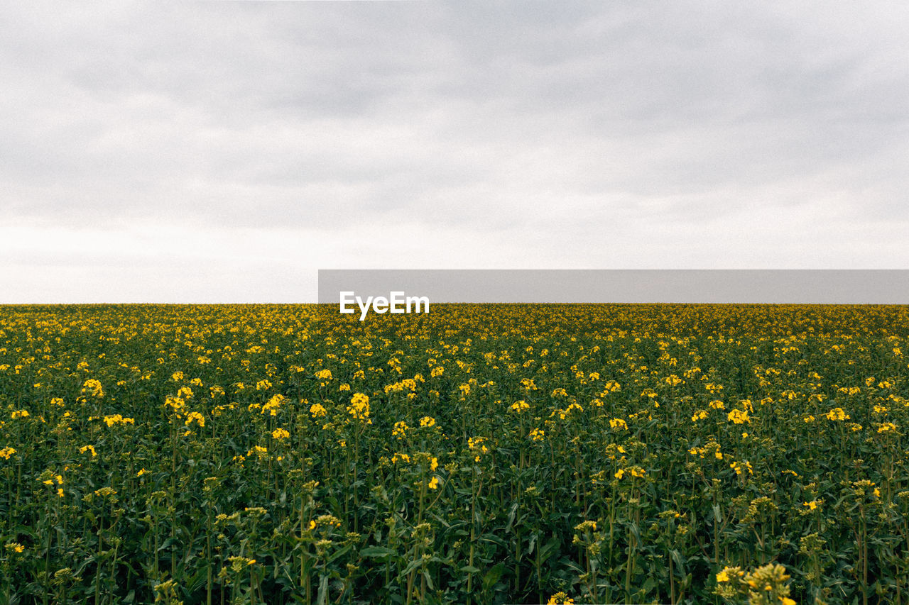 Scenic view of oilseed rape field against sky