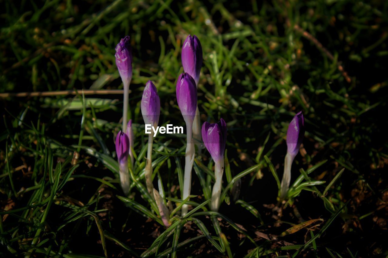 CLOSE-UP OF PURPLE FLOWERS BLOOMING IN FIELD