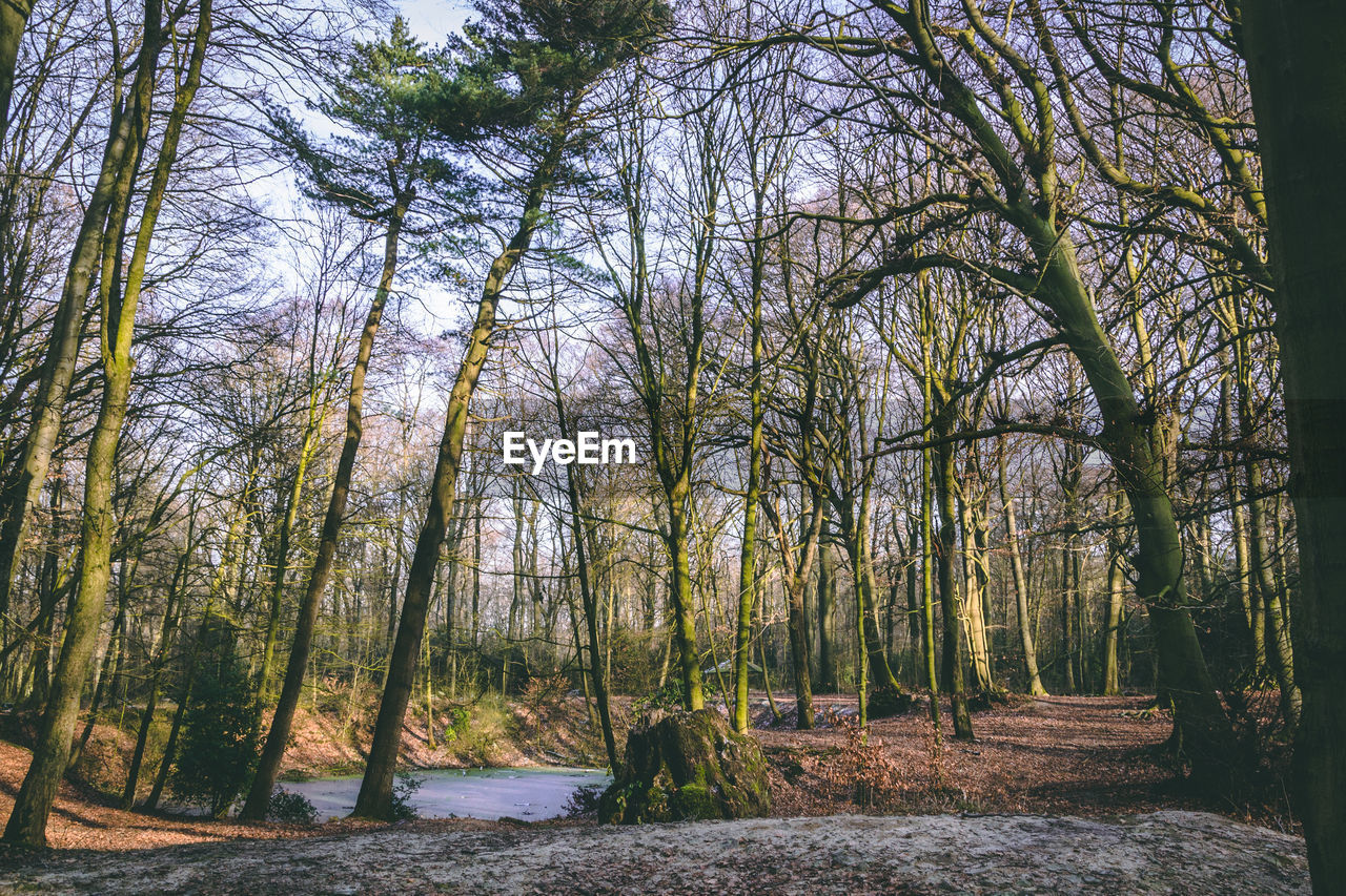 BARE TREES IN FOREST