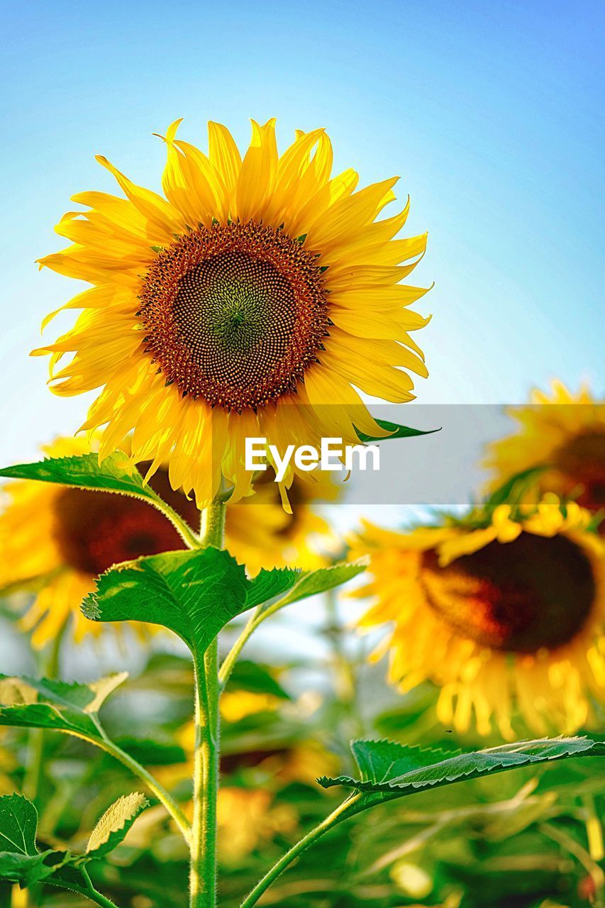 View of sunflowers growing against blue sky