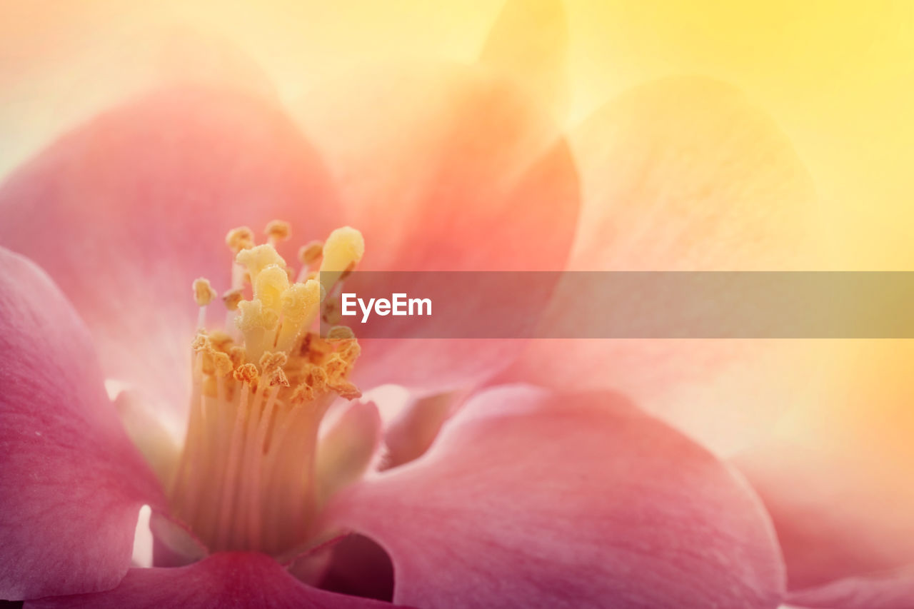 close-up of rose flower