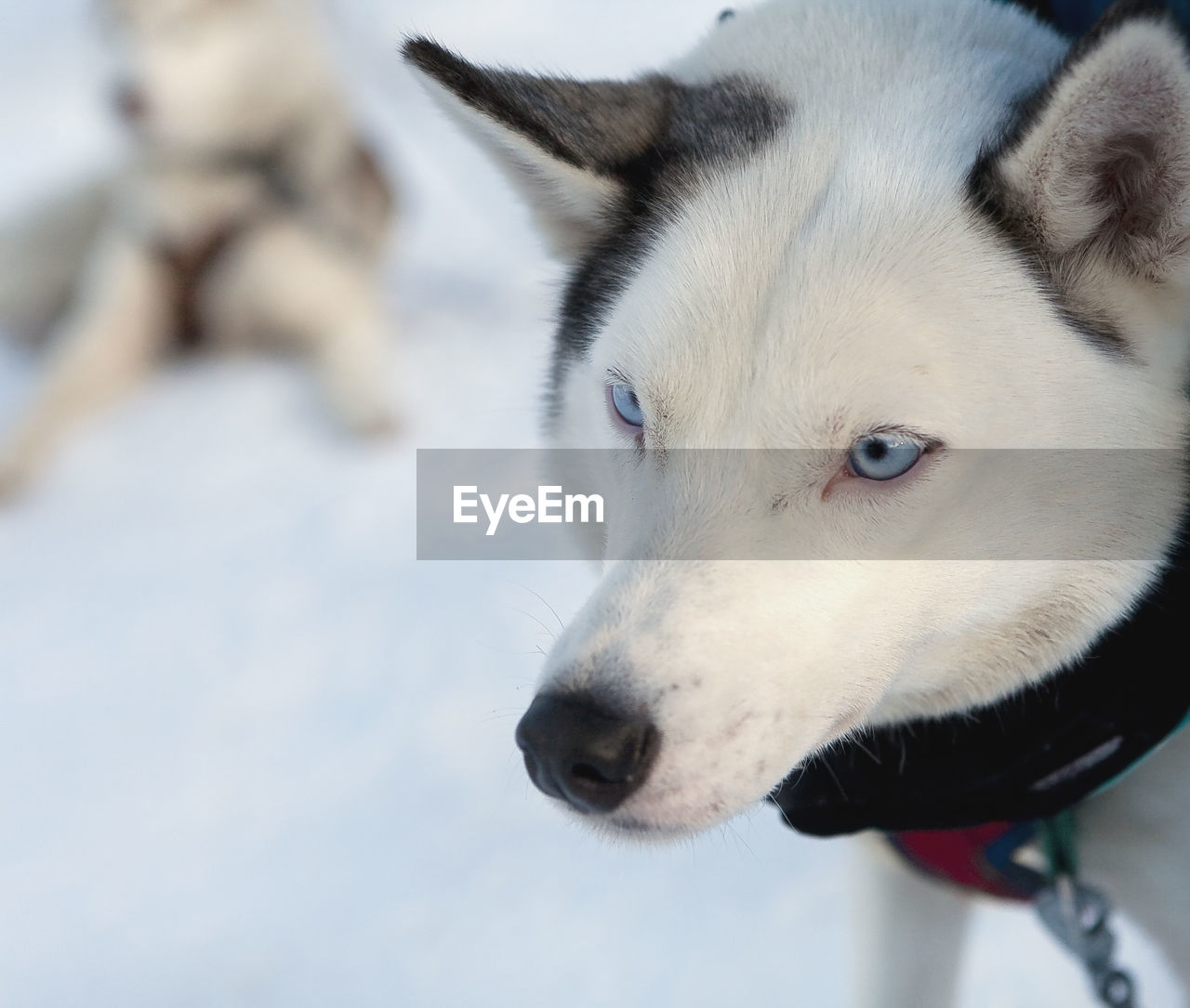 PORTRAIT OF DOG ON SNOW