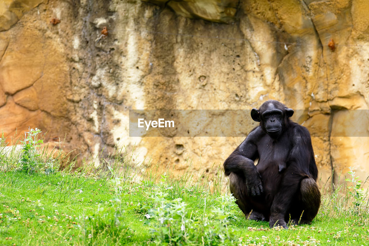 Chimpanzee sitting on grassy field by rock formation