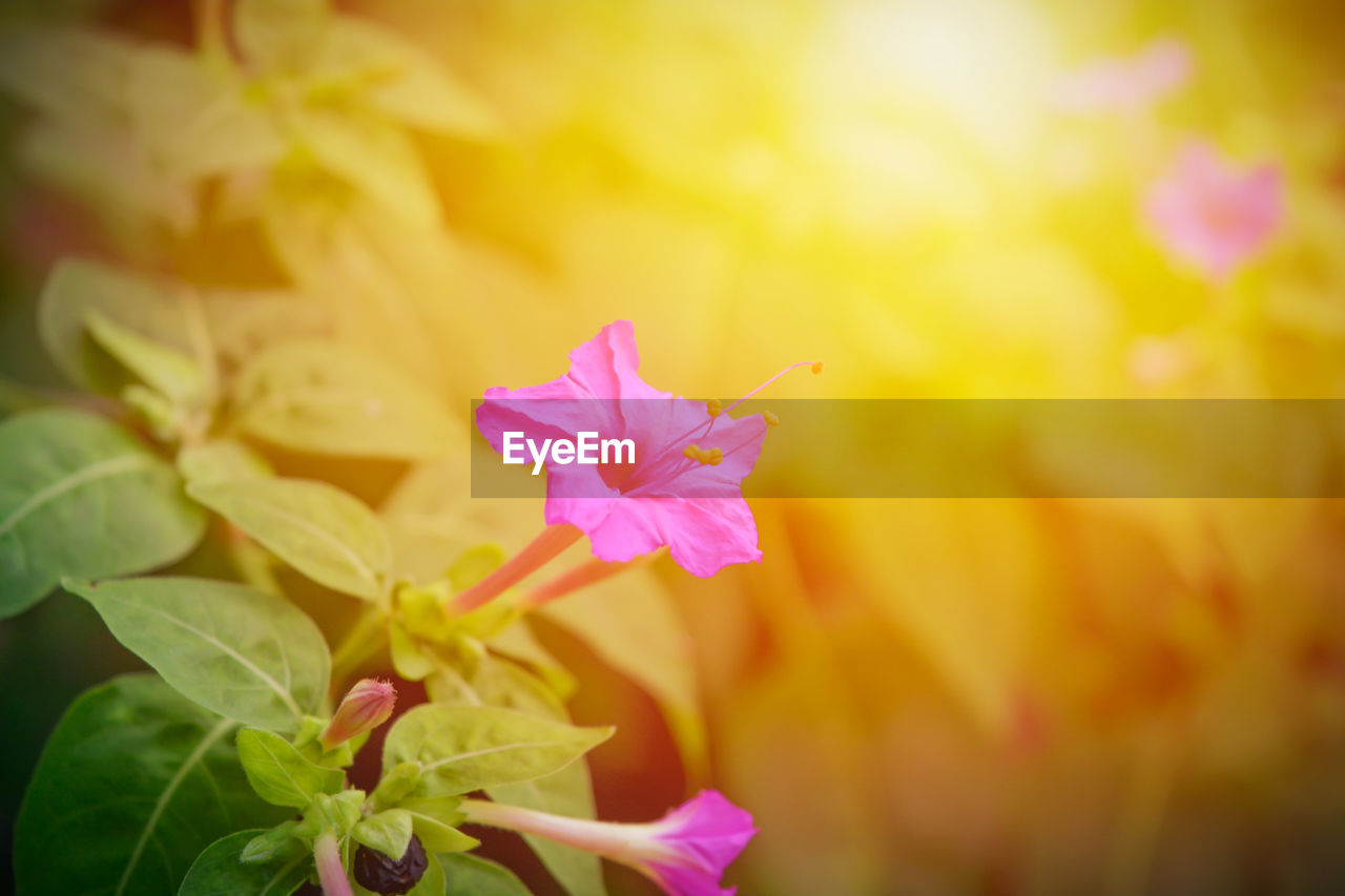 Close-up of pink flower