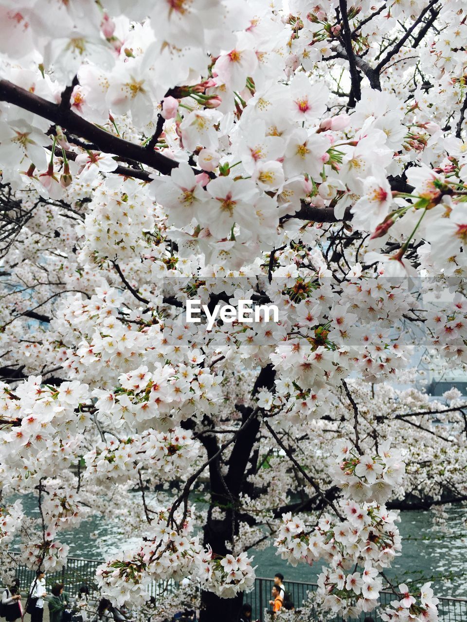 LOW ANGLE VIEW OF APPLE BLOSSOM IN SPRING