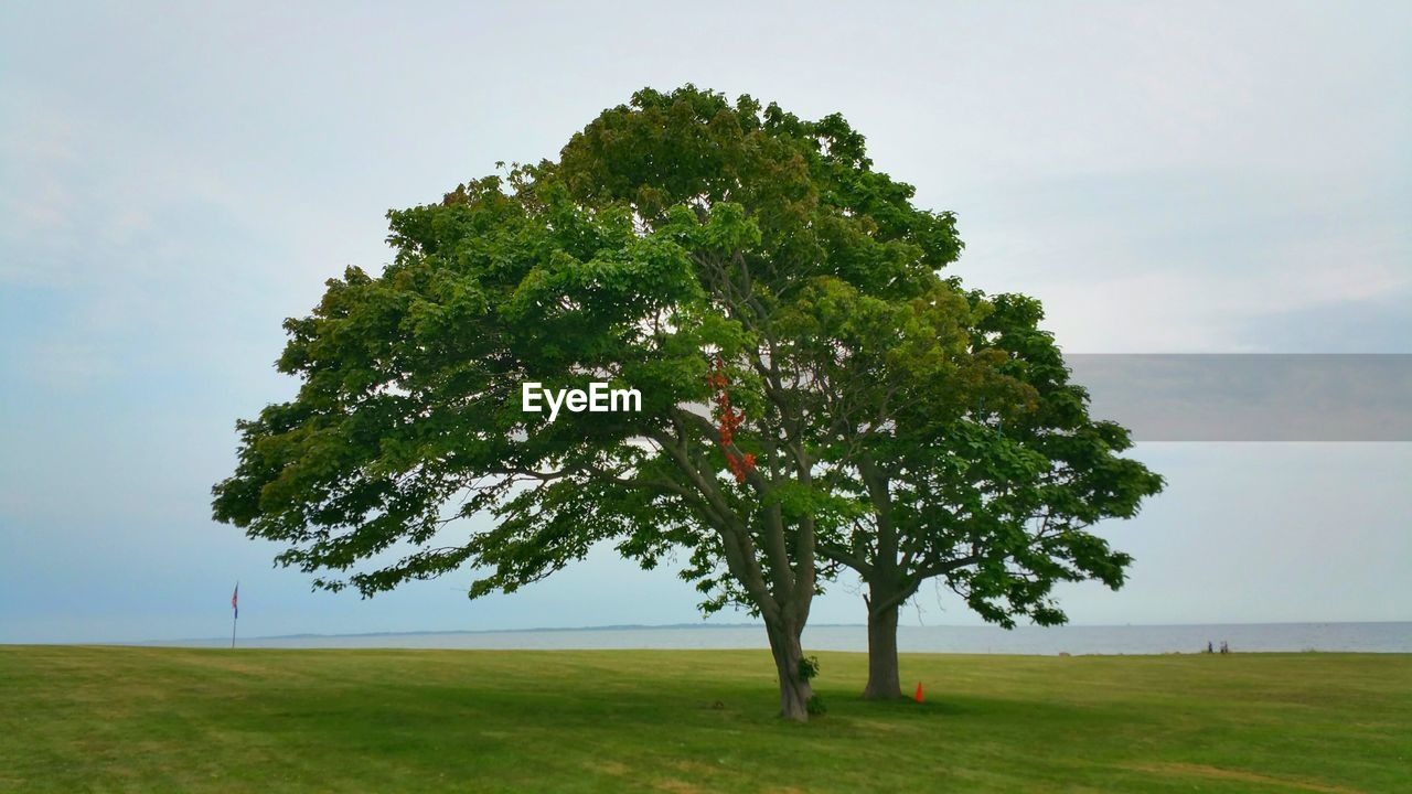 Trees growing on field against sky at harkness memorial state park