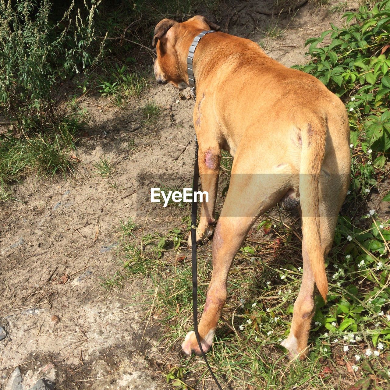 SIDE VIEW OF A HORSE STANDING ON GRASS