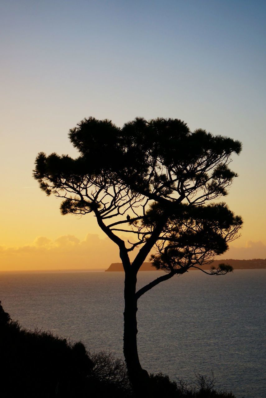 Silhouette tree against calm sea at dusk