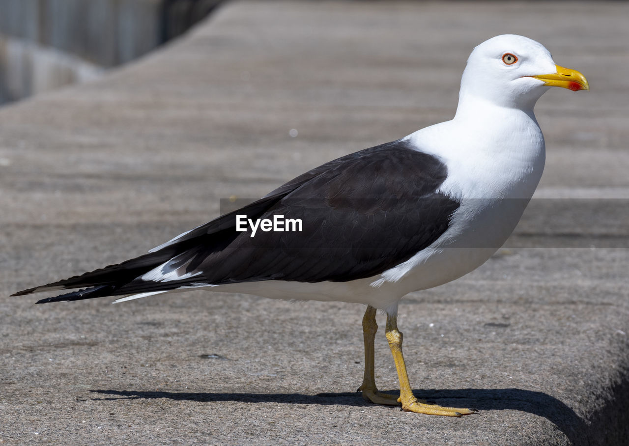 bird, animal themes, animal, animal wildlife, wildlife, beak, one animal, seabird, gull, great black-backed gull, nature, no people, european herring gull, day, full length, side view, outdoors, wing, seagull, animal body part, focus on foreground