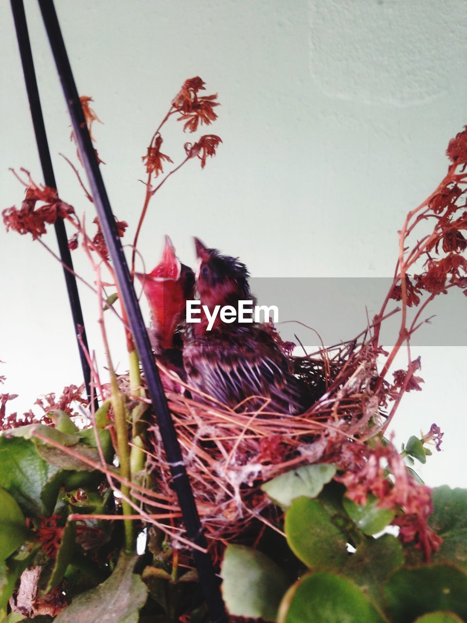 Close-up of birds perching on nest