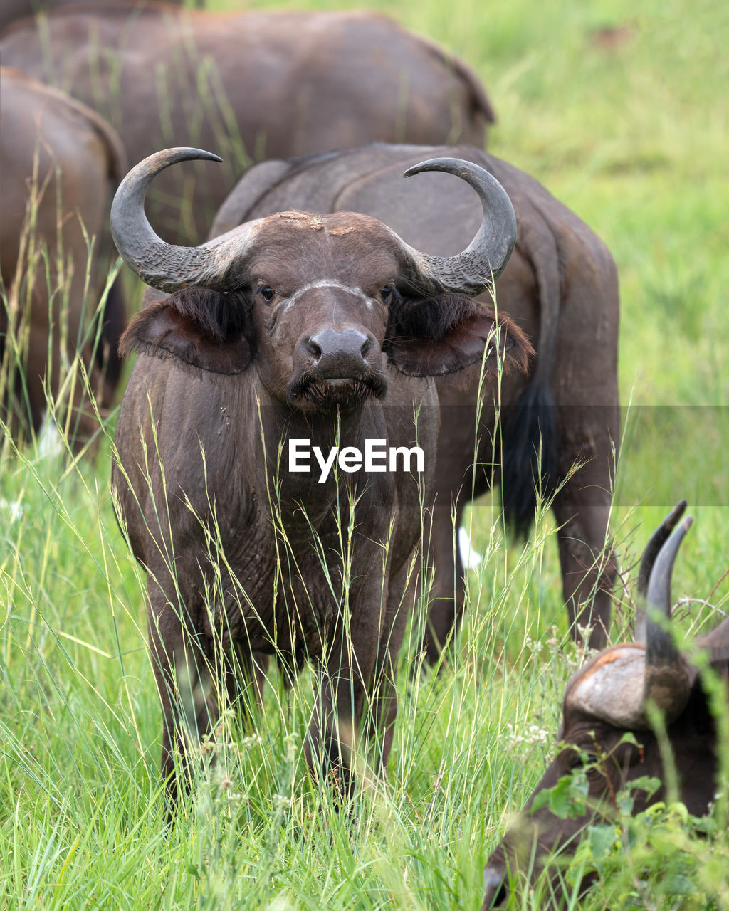 African buffalo, syncerus caffer, national parks of uganda