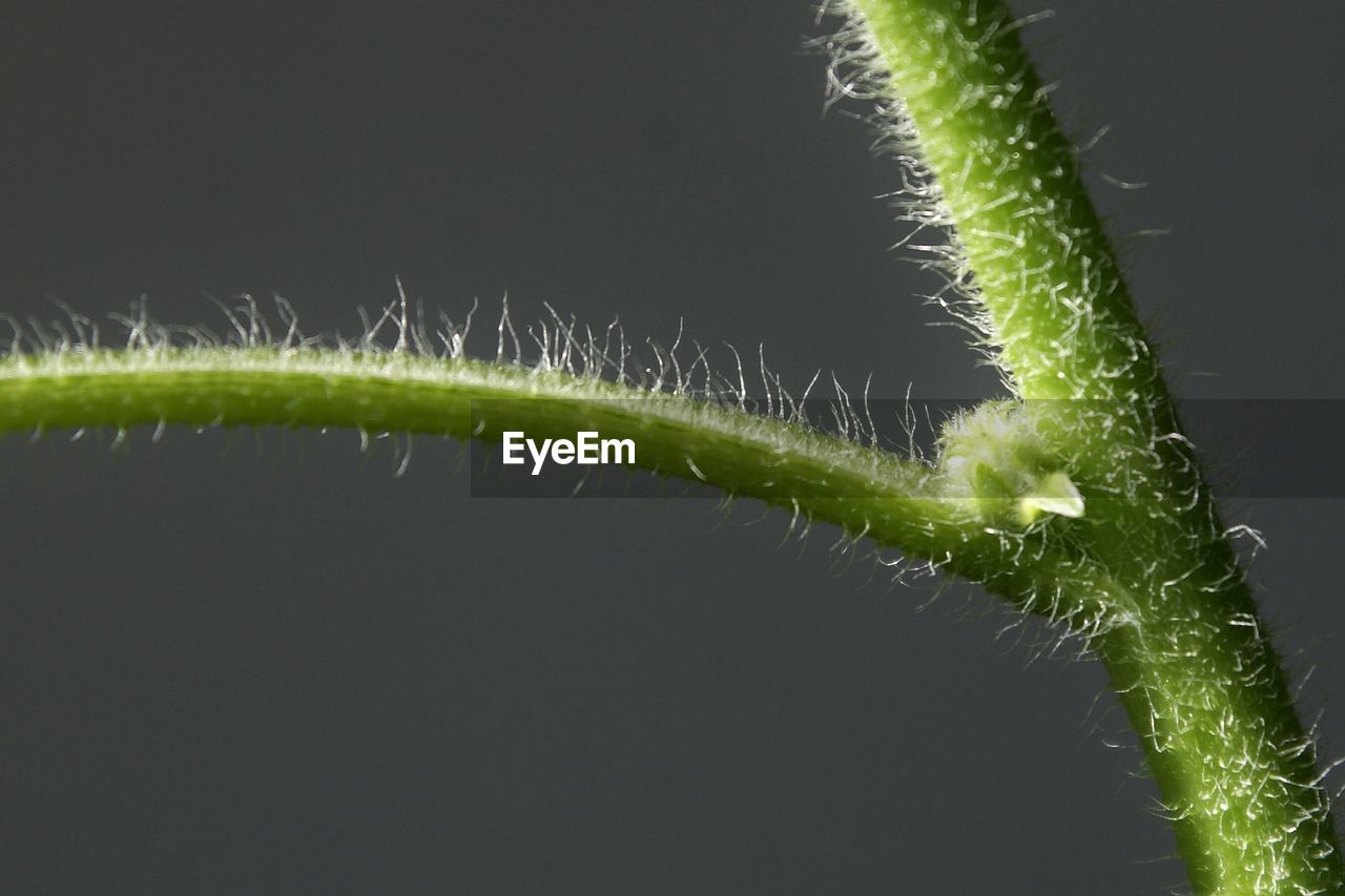 Close up of green stem