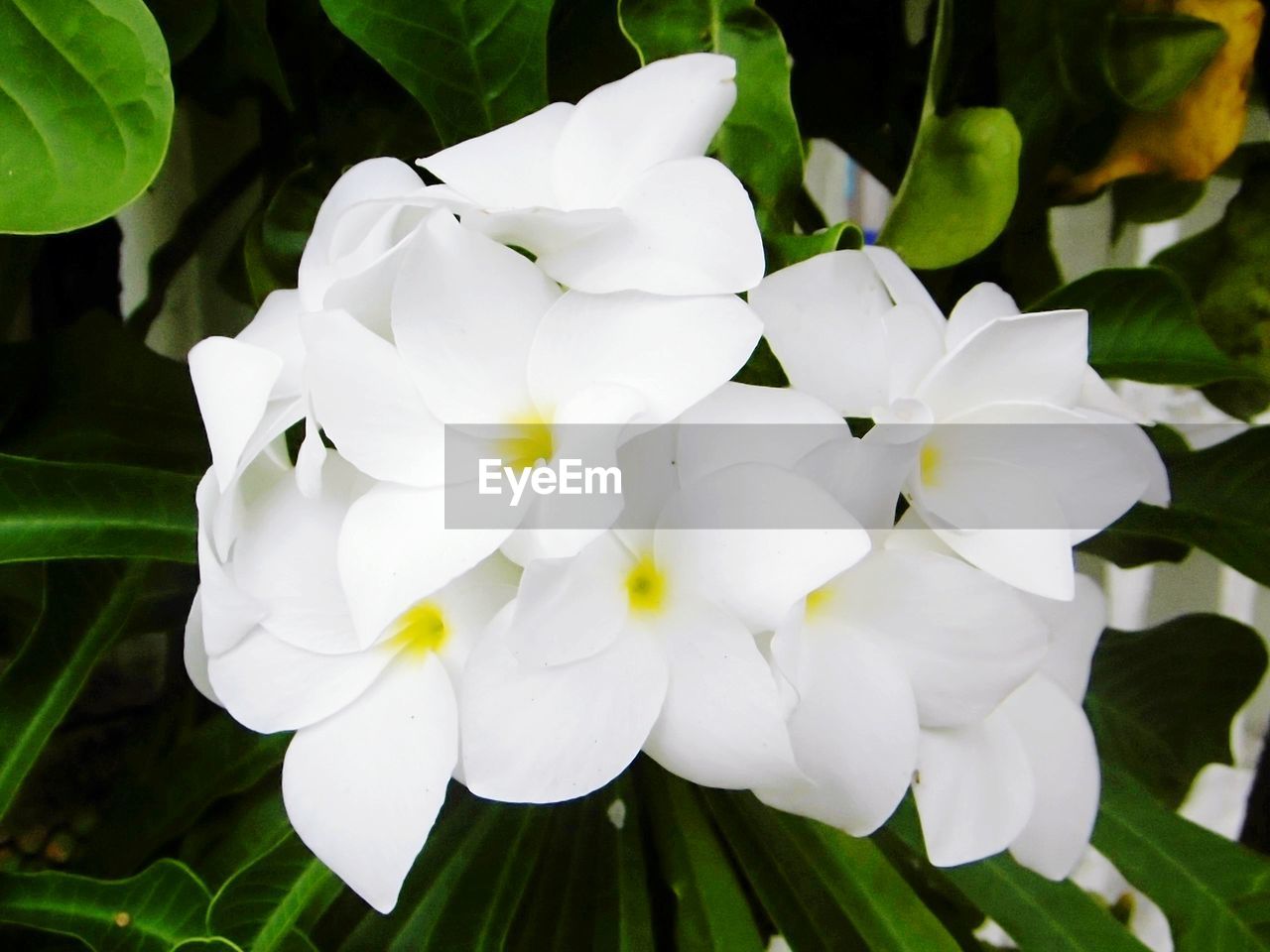 CLOSE-UP OF WHITE FLOWERS