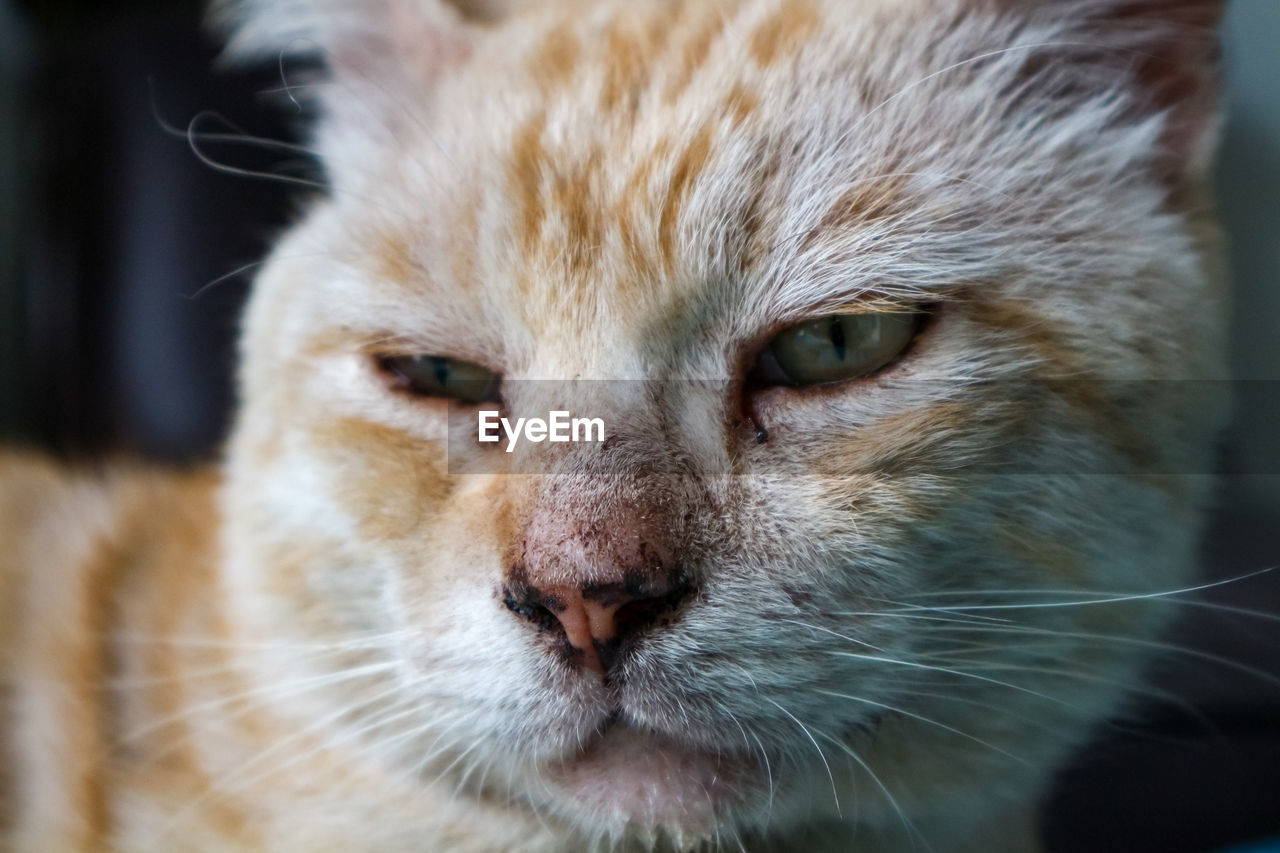 animal, animal themes, cat, mammal, one animal, pet, nose, close-up, domestic animals, feline, domestic cat, whiskers, snout, animal body part, portrait, small to medium-sized cats, animal head, felidae, looking at camera, no people, eye, focus on foreground, tabby cat, wild cat, animal hair