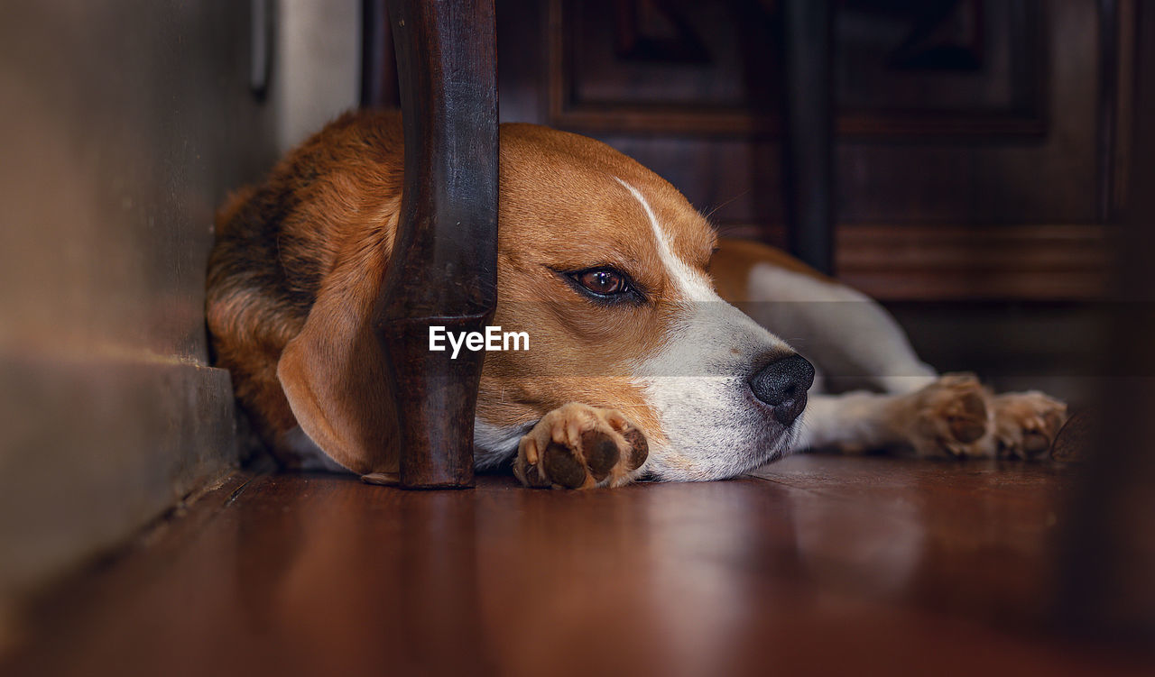 Close-up of a dog resting on hardwood floor