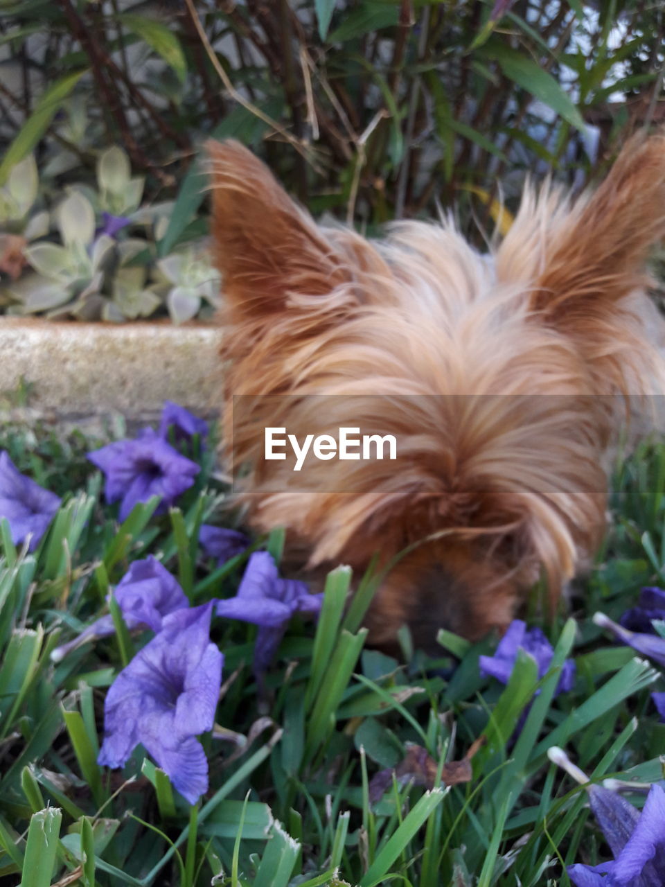 CLOSE-UP OF DOG ON FLOWER PLANT