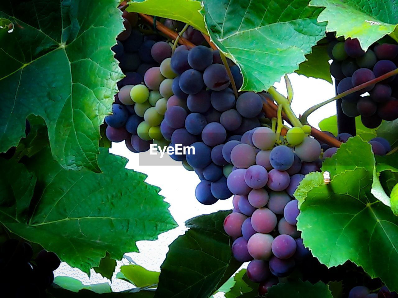 Close-up of grapes growing in vineyard