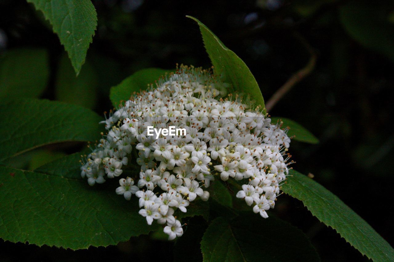 CLOSE-UP OF FLOWERS BLOOMING