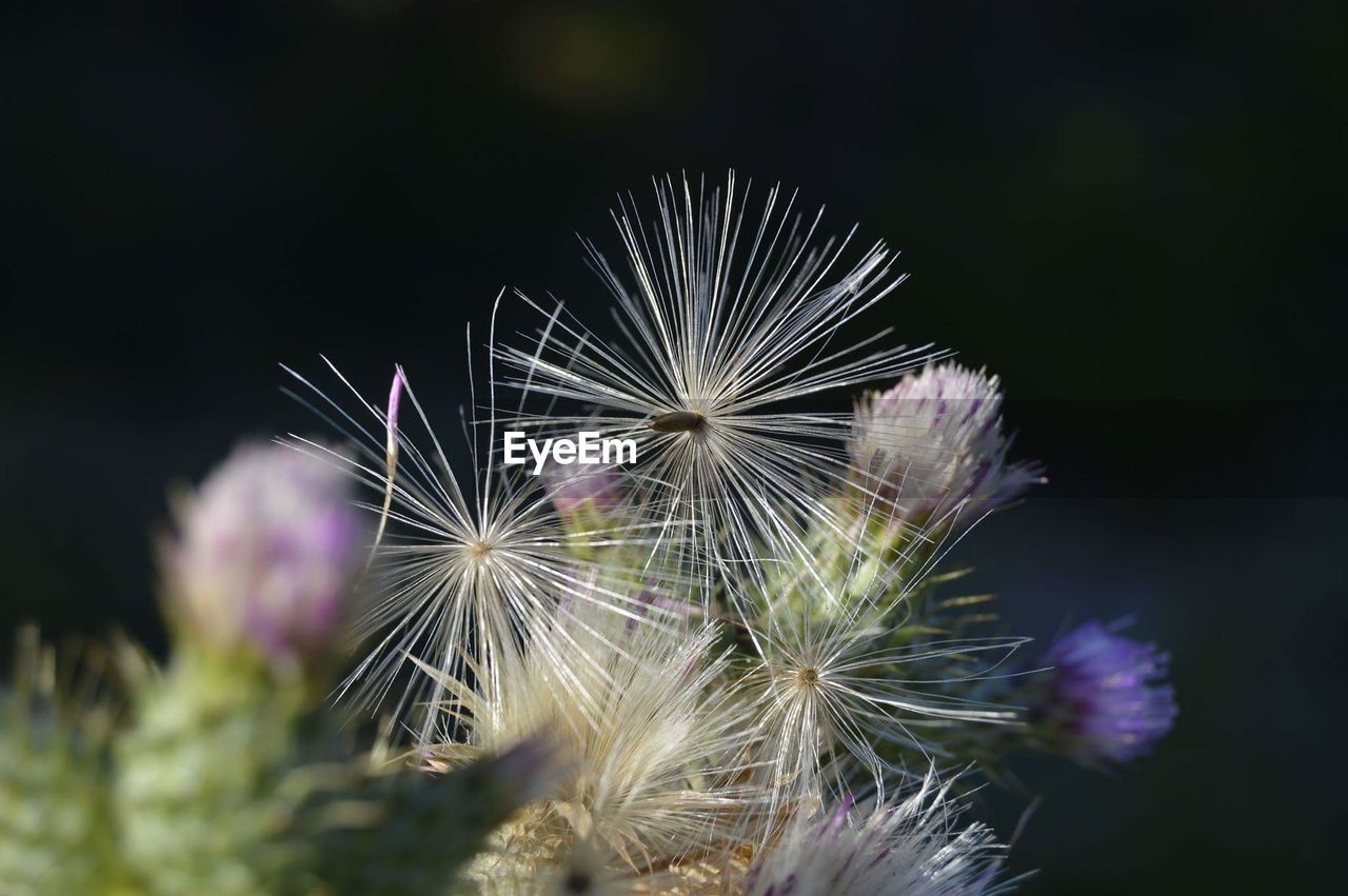 Close-up of dandelion seeds on thistles