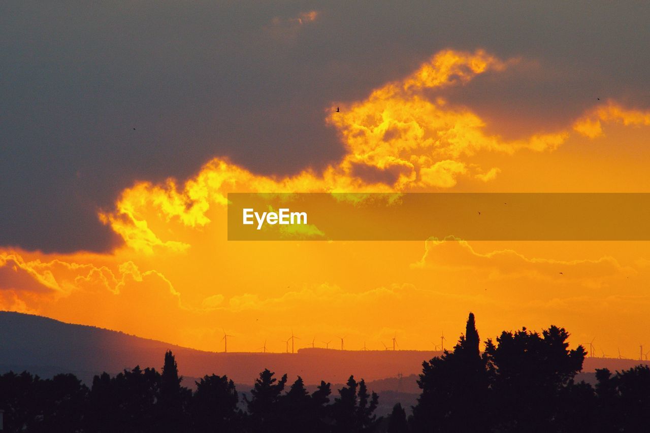 LOW ANGLE VIEW OF TREES AGAINST ORANGE SKY