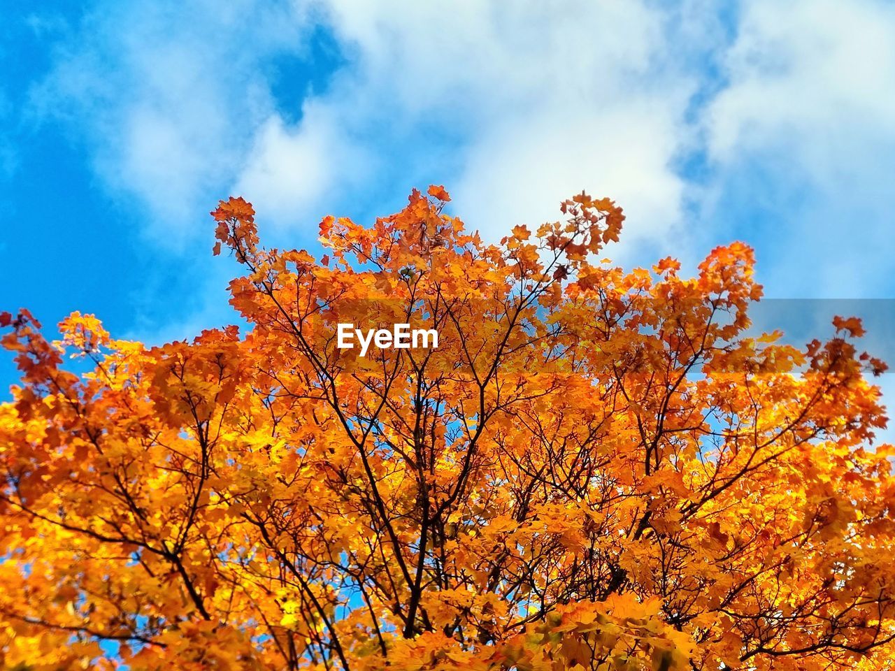 tree, autumn, plant, sky, beauty in nature, nature, orange color, leaf, plant part, cloud, branch, scenics - nature, yellow, environment, low angle view, no people, landscape, outdoors, vibrant color, tranquility, red, land, day, forest, multi colored, flower, blue, sunlight, idyllic, autumn collection, non-urban scene, growth, tranquil scene, maple tree