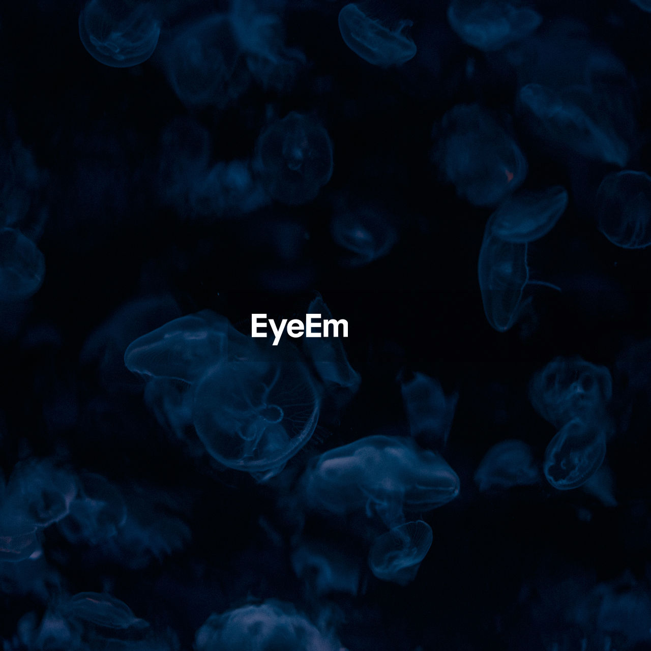 Close-up of jellyfish against black background