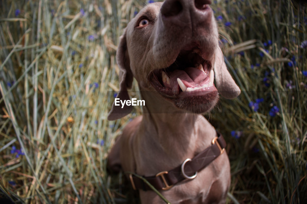 Close-up of a dog looking away