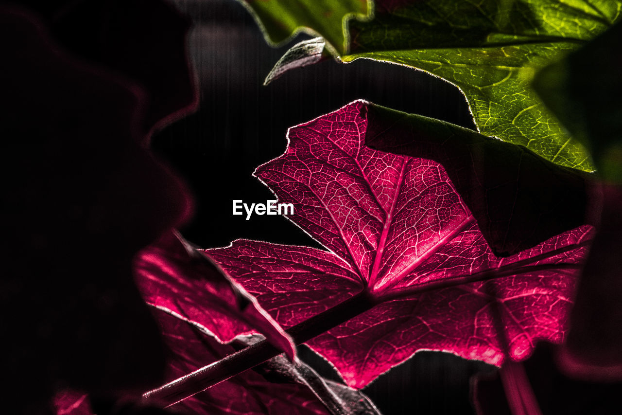 Close-up of red maple leaves