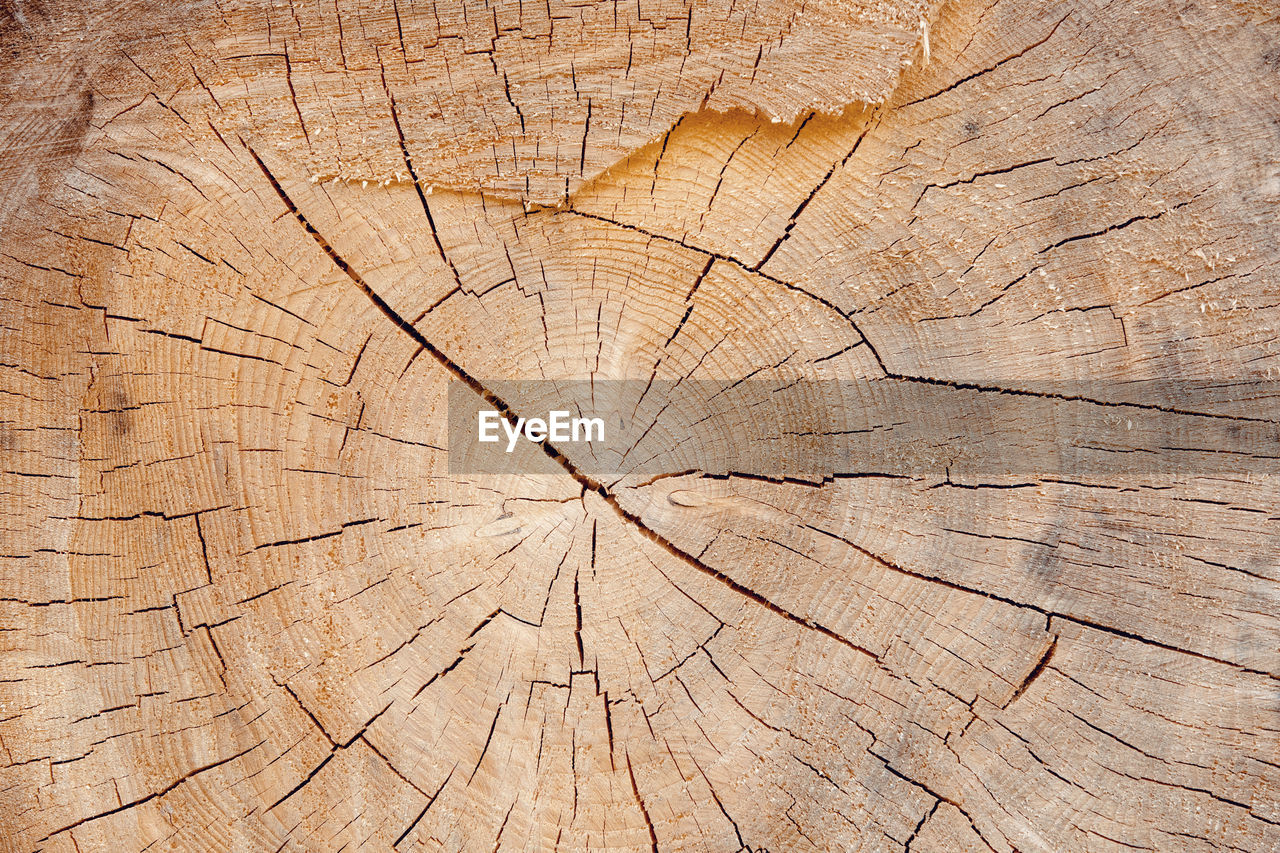 CLOSE-UP OF TREE STUMP IN FOREST