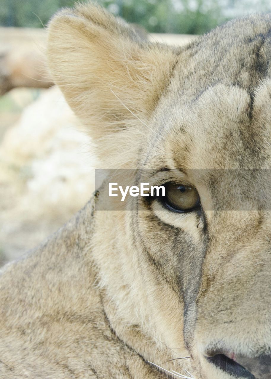 Close-up of lioness at field at attica zoological park