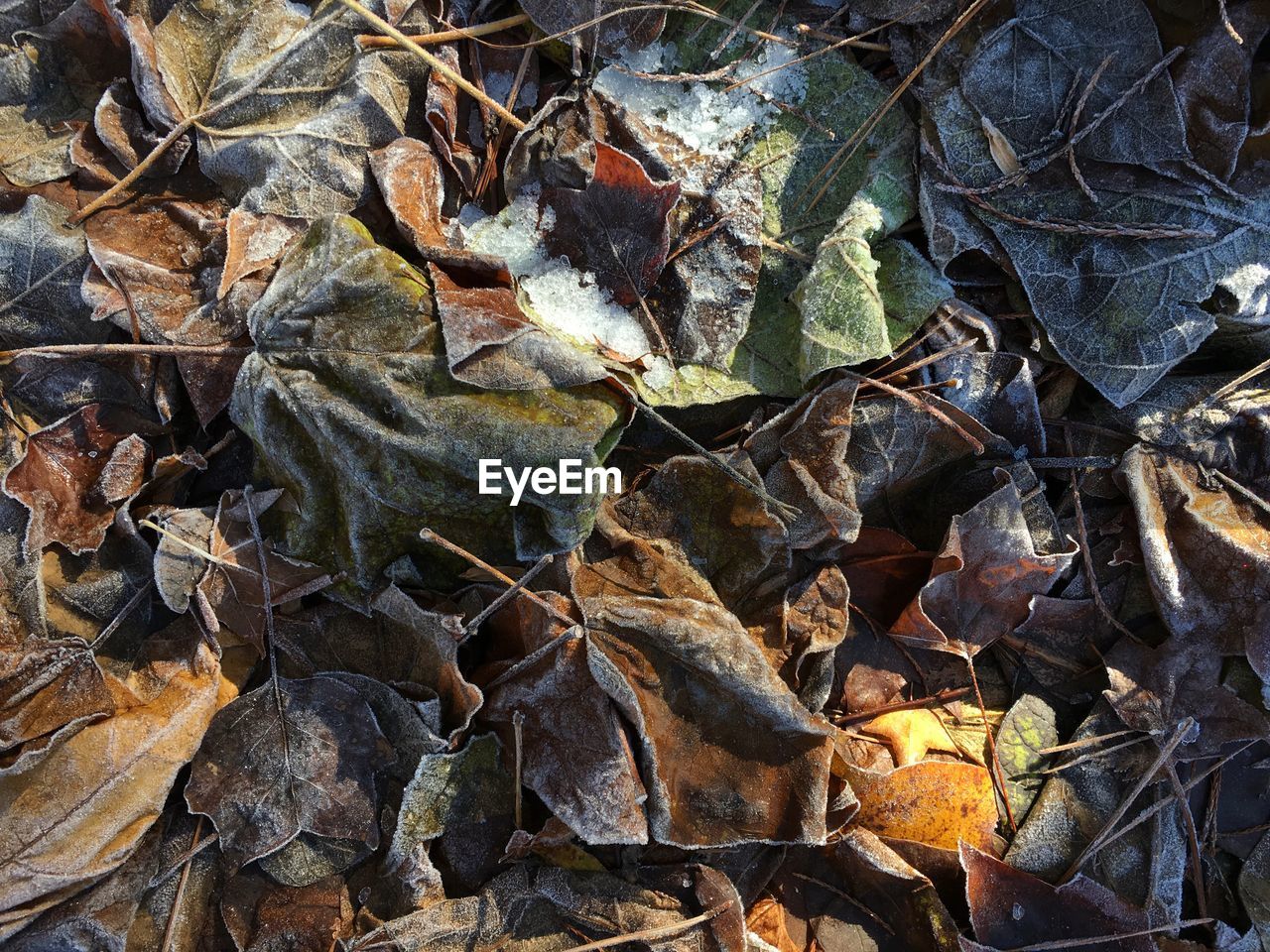 Close-up of leaves on ground