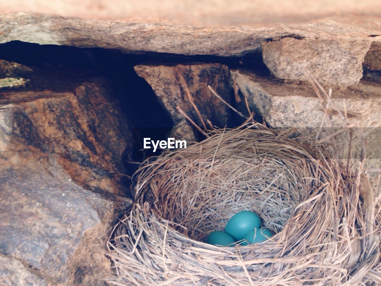 Blue eggs in nest amidst rocks