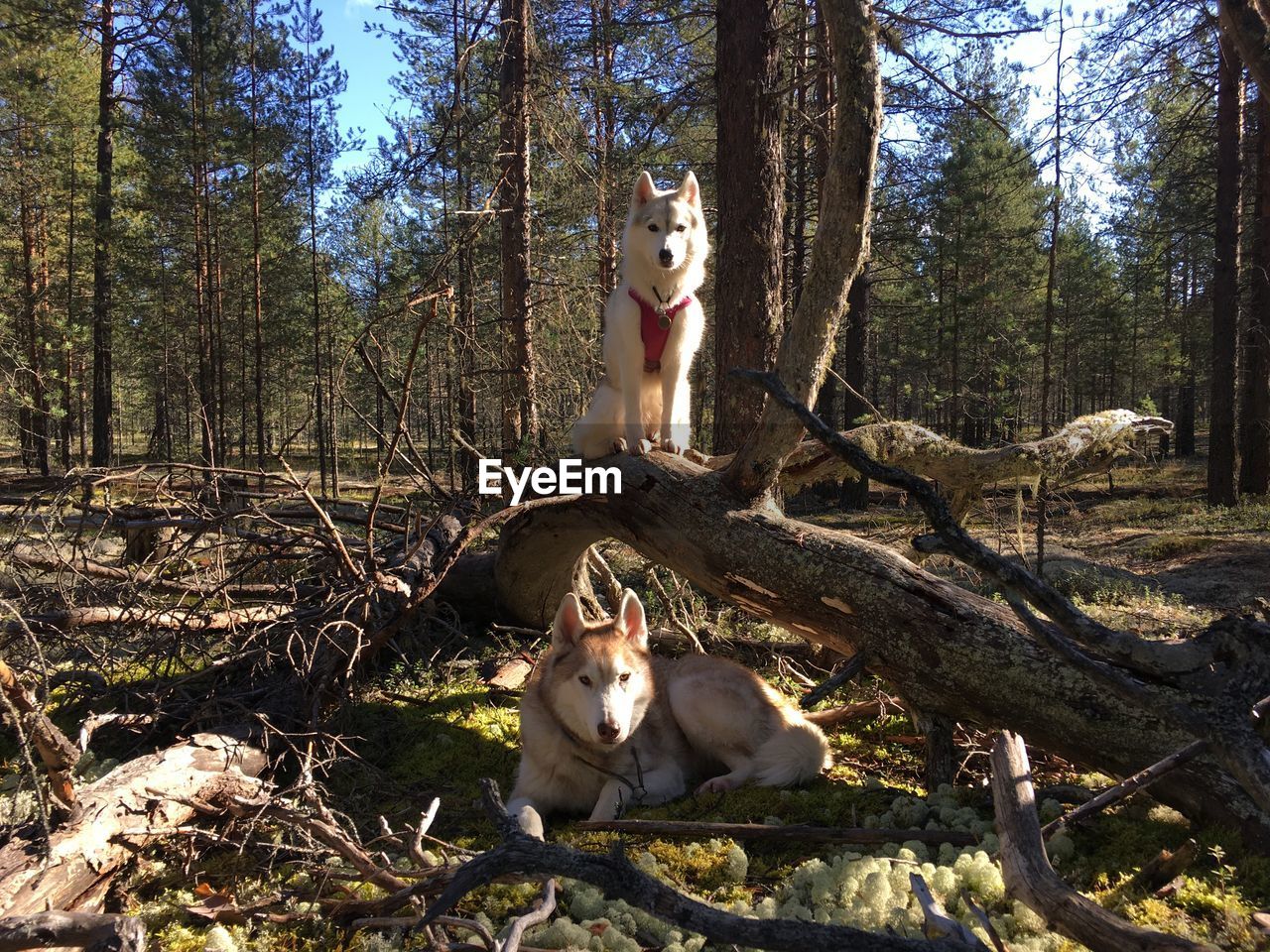 Dog sitting on tree trunk in forest