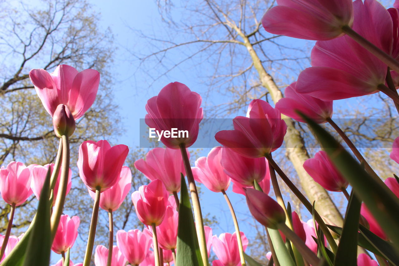 Low angle view of pink tulips blooming on field