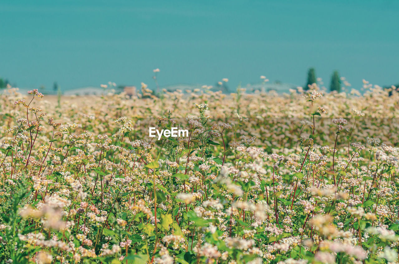 Spring flowering buckwheat in field. beautiful spring background