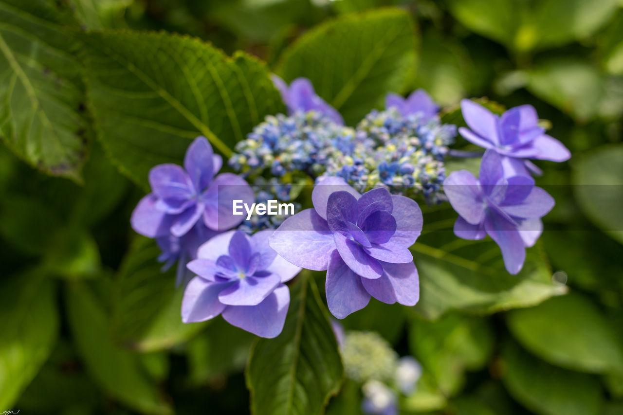 CLOSE-UP OF PURPLE FLOWERS