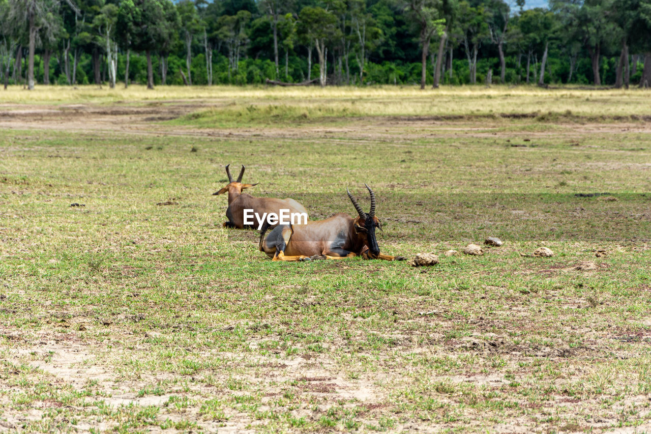 Topi antelope in masai mara
