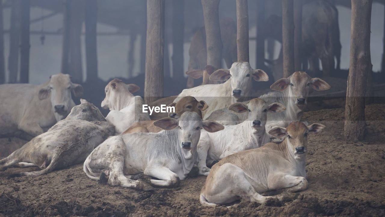 CLOSE-UP OF SHEEP ON GROUND