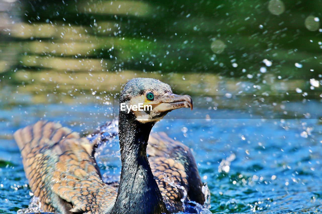Close-up of cormorant against lake
