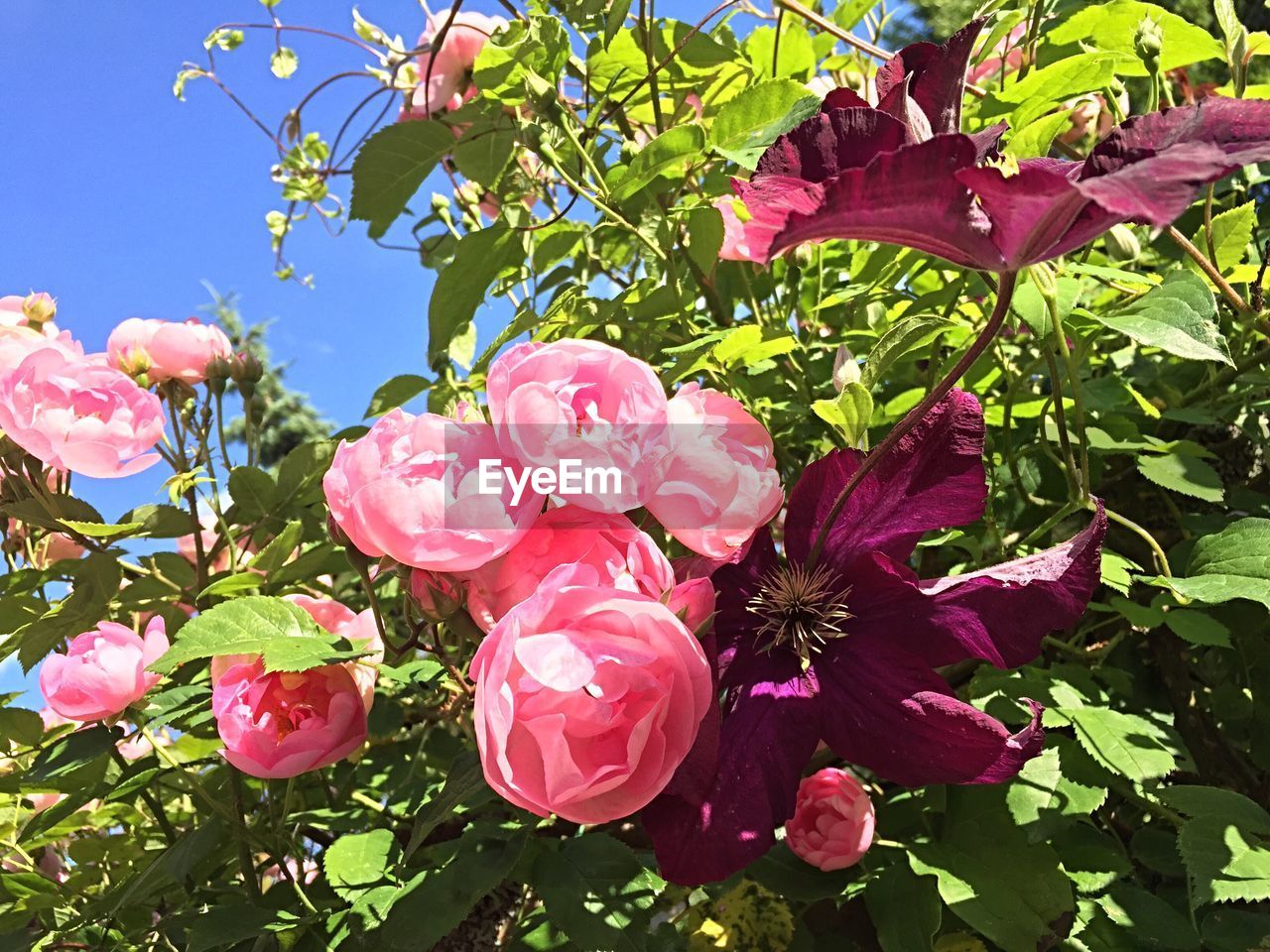 CLOSE-UP OF PINK FLOWERS BLOOMING