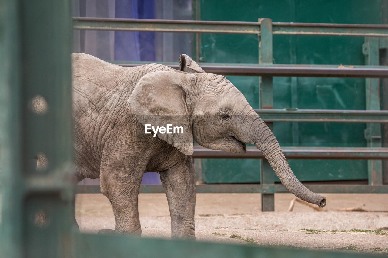 ELEPHANT IN ZOO