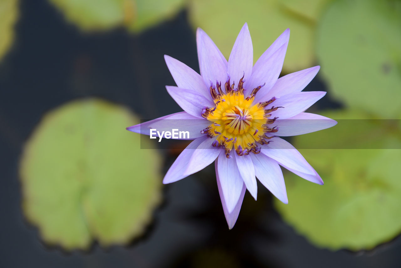 flower, flowering plant, plant, beauty in nature, freshness, flower head, macro photography, yellow, petal, water lily, nature, close-up, fragility, inflorescence, growth, purple, pollen, water, pond, lotus water lily, leaf, no people, focus on foreground, plant part, outdoors, blossom, wildflower, aquatic plant, botany, springtime, day, environment, green