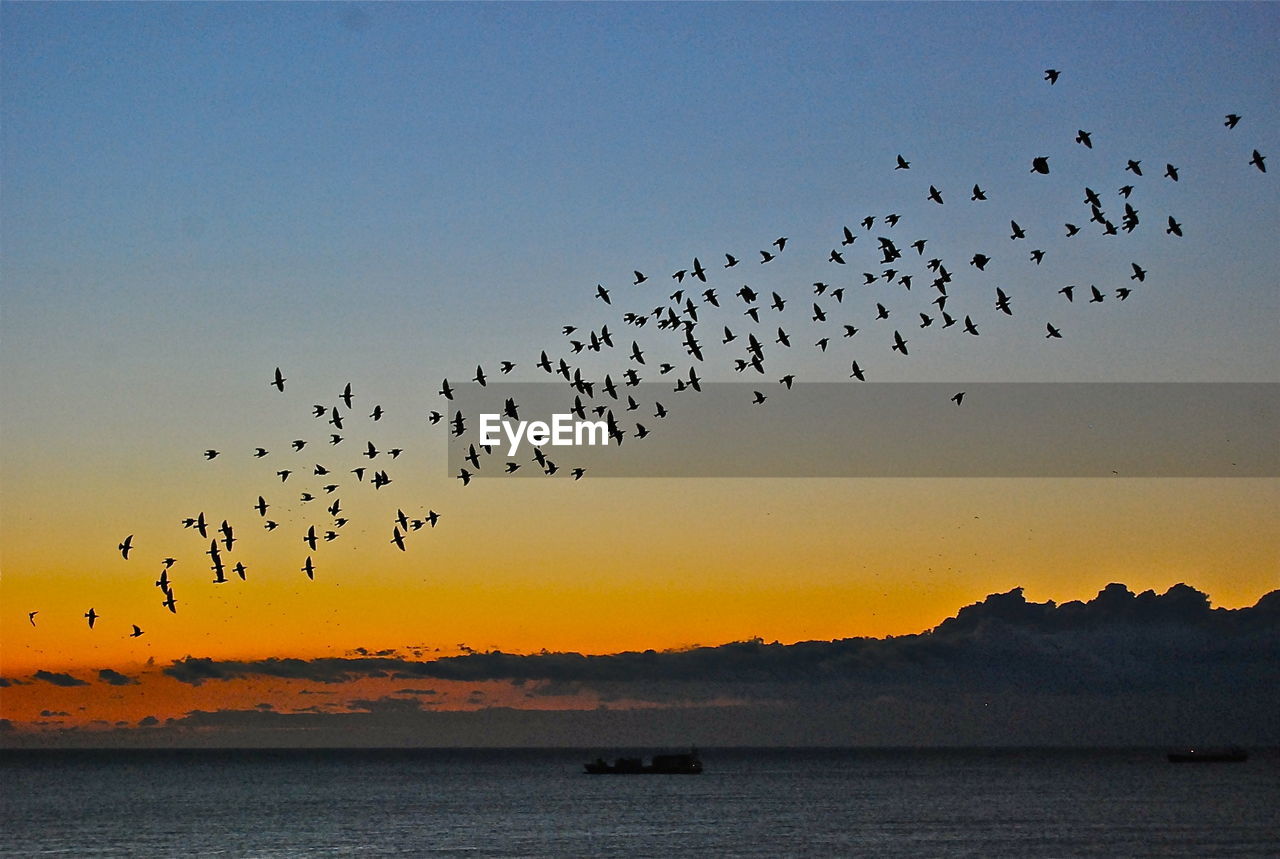 Birds flying over sea against clear sky during sunset
