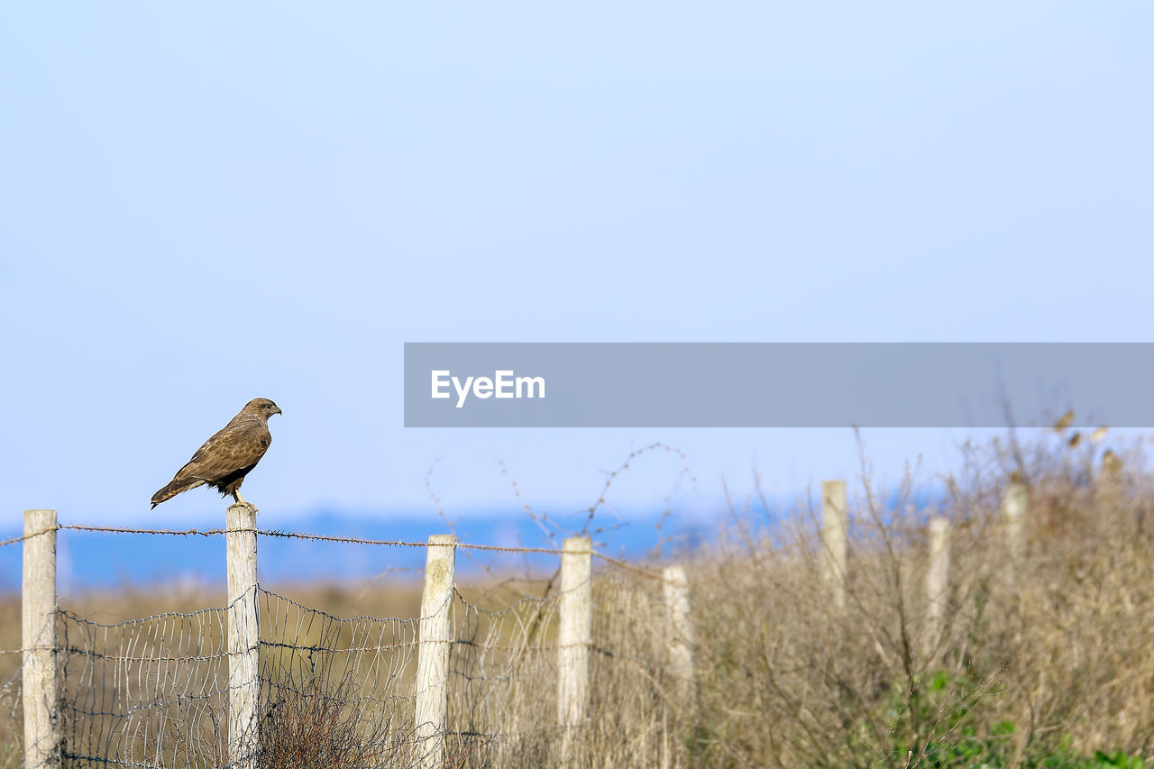 Bird perching on fence against sky