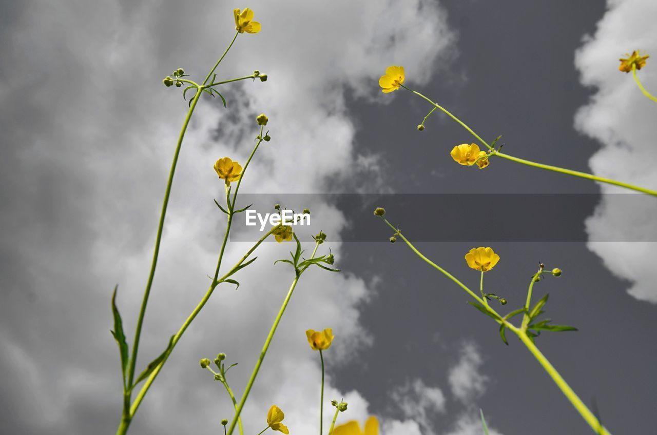 LOW ANGLE VIEW OF YELLOW FLOWERING PLANTS AGAINST SKY