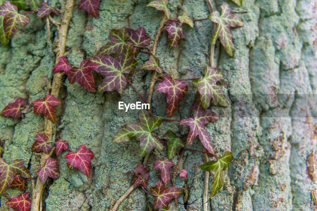 CLOSE-UP OF IVY GROWING ON TREE