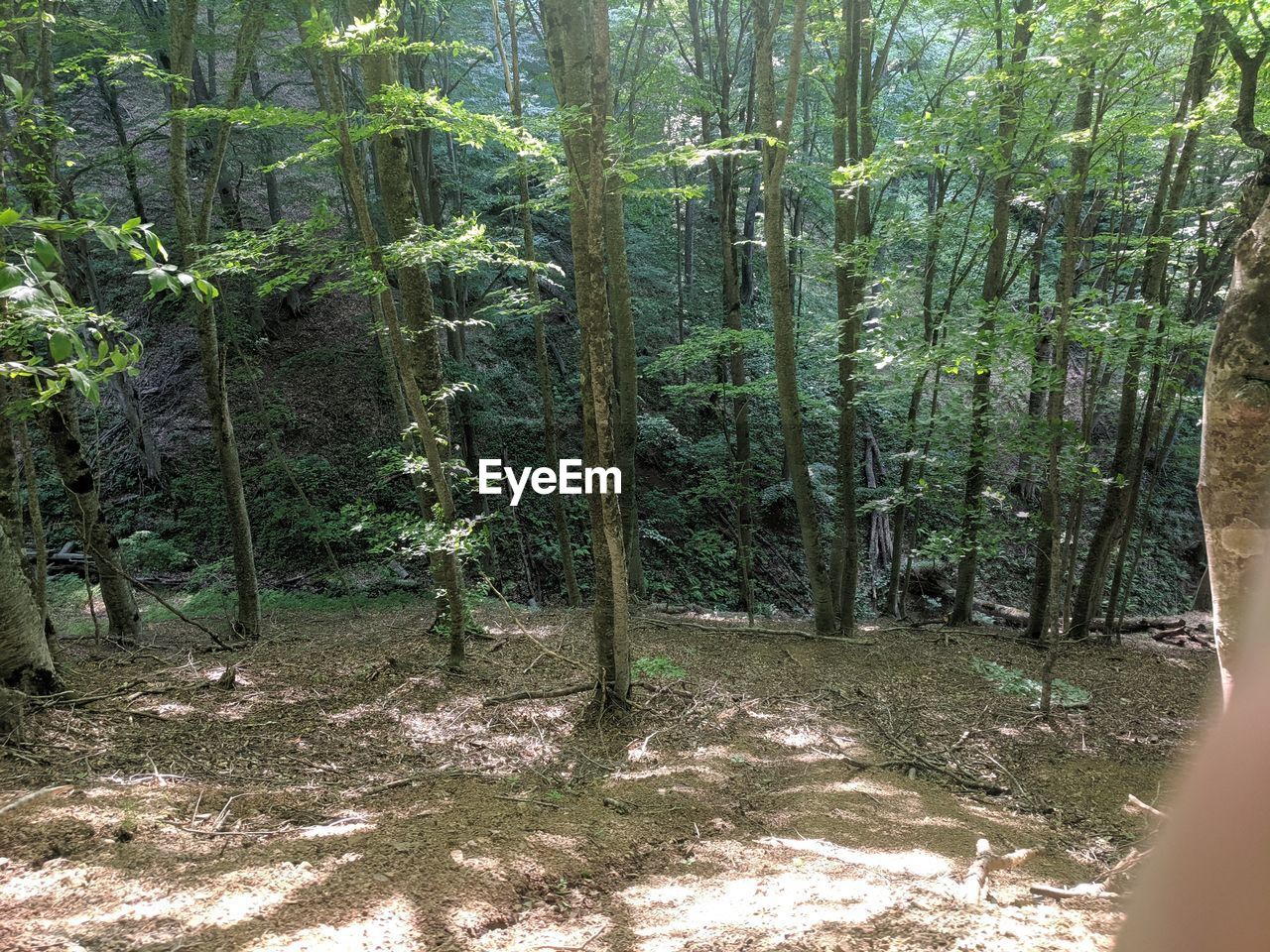 TREES AND PLANTS IN FOREST